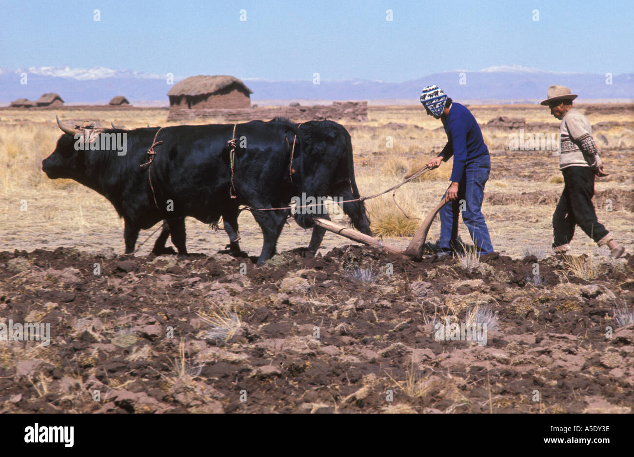 Bolivia Aymara Indian Farmer and son plough plow with oxen cattle on the stony inhospitable remote plateau in Altiplano Stock Photo