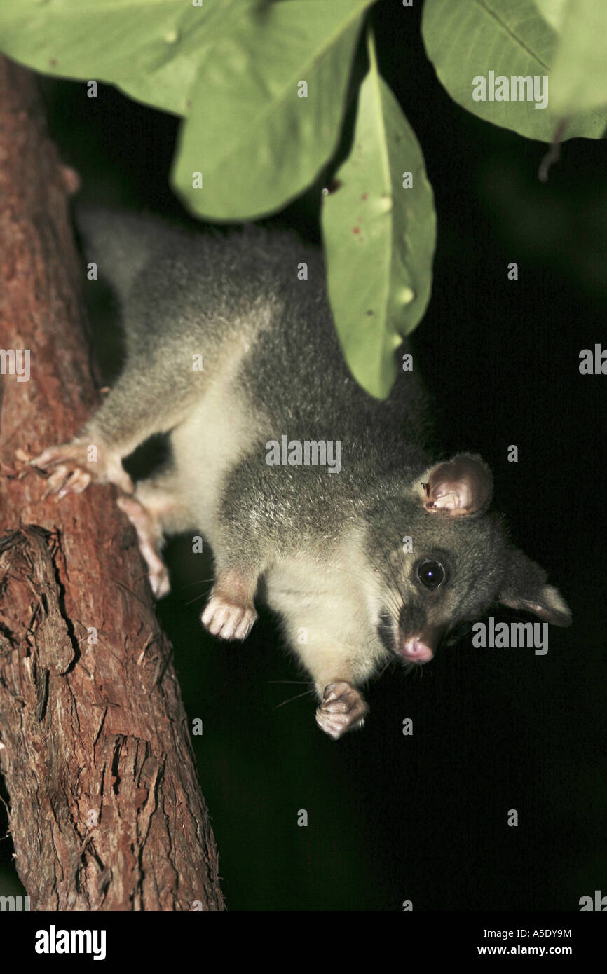 Brushtail possum climbing down tree hires stock photography and images
