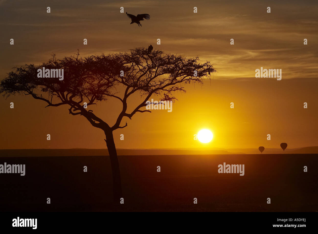 Umbrella Thorn Acacia, Umbrella Acacia (Acacia tortilis), sunrise: acacia, vulture and balloon, Kenya, Masai Mara National Rese Stock Photo