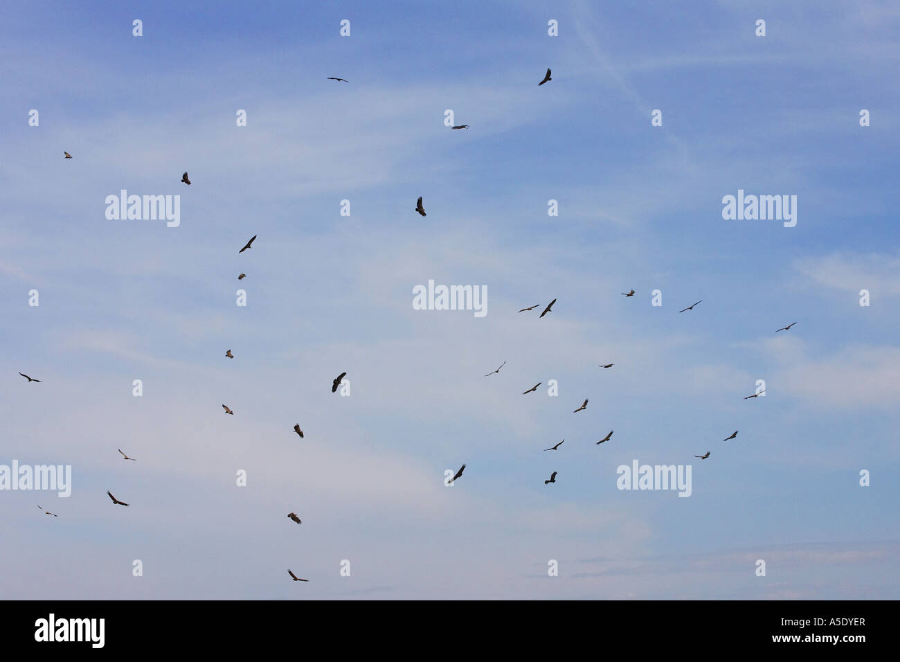 African white-backed vulture (Gyps africanus), vultures at the sky ...