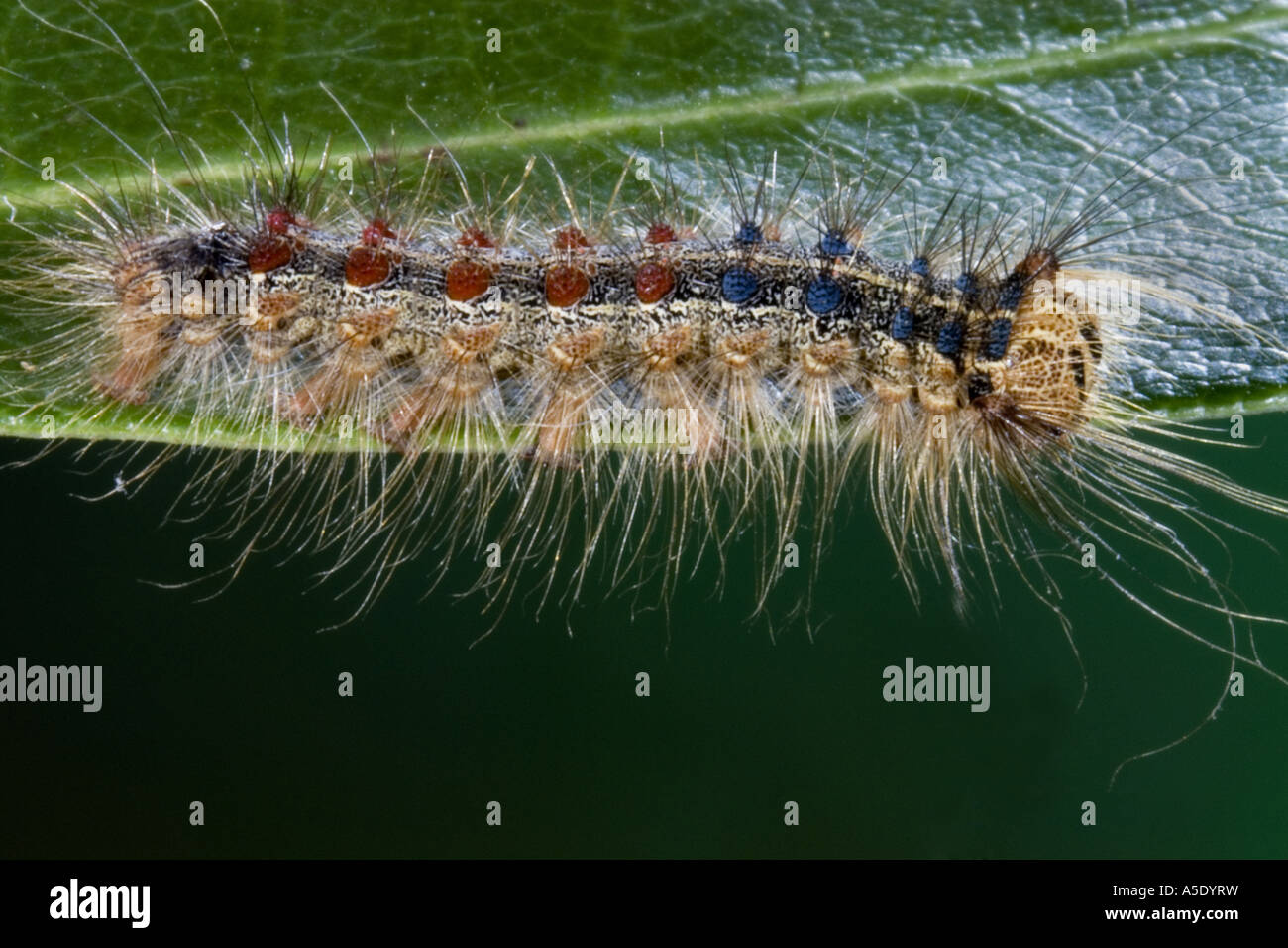 gipsy moth (Lymantria dispar), caterpillar Stock Photo Alamy