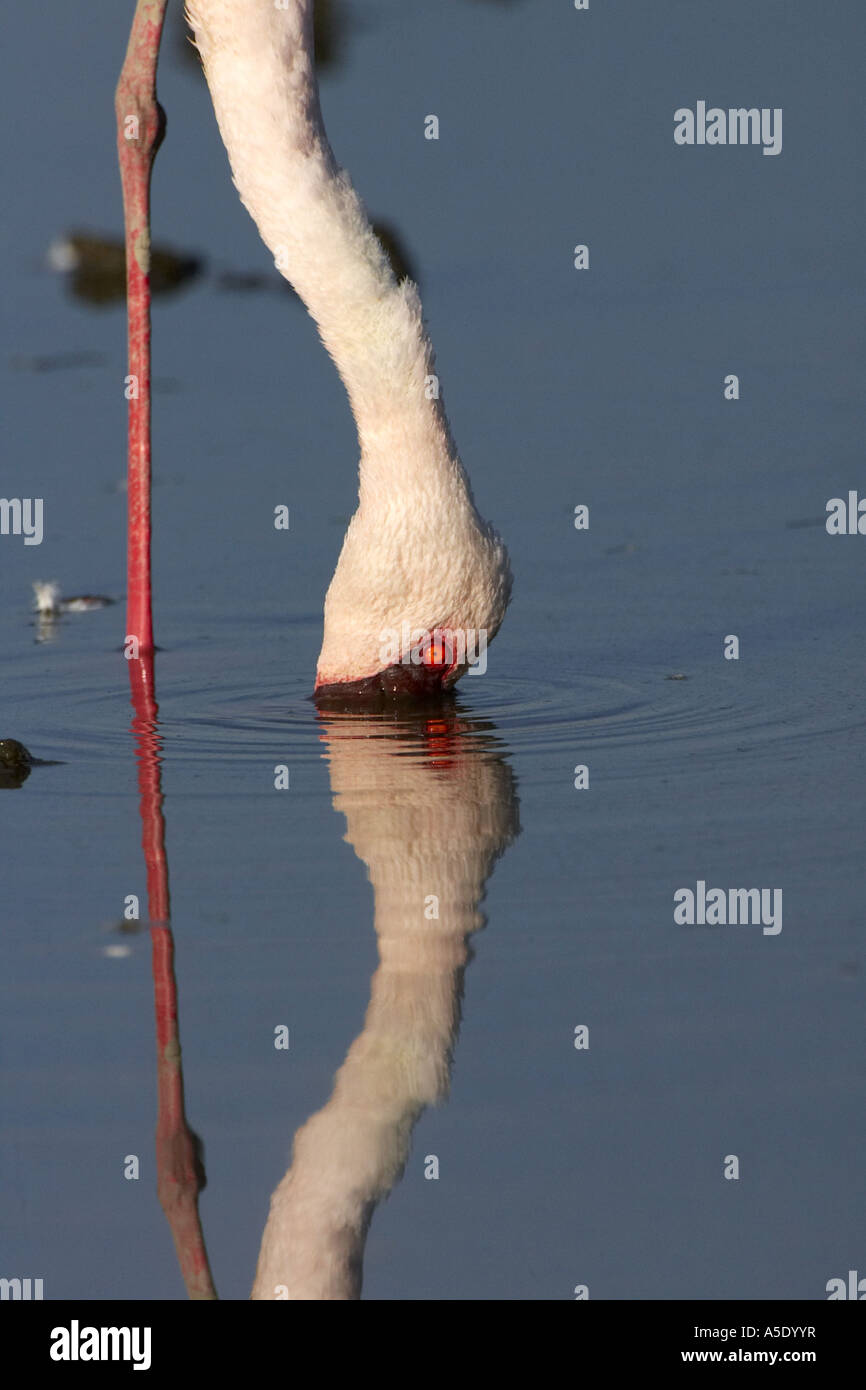 flamingos and allies (Phoenicopteriformes), on the feed, Kenya, Lake Nakuru National Park Stock Photo