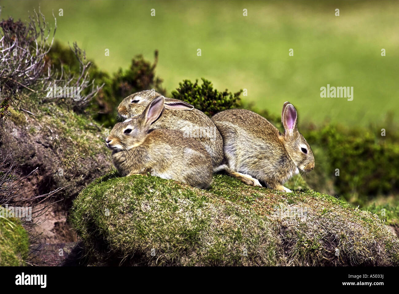 Scotland Edinburgh Rabbits Rabbit Islands Scotland High Resolution Stock Photography and Images ...