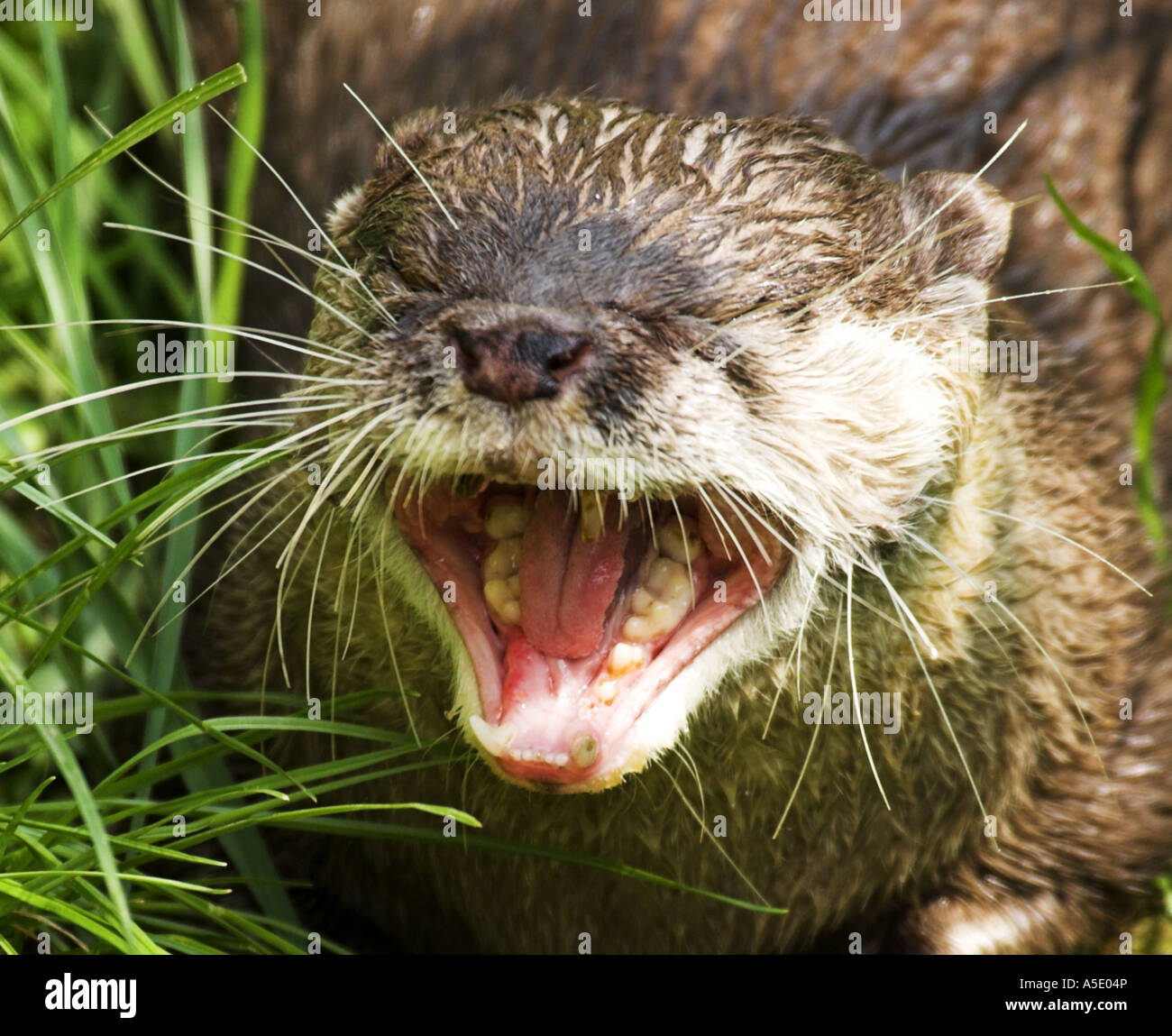 Oriental small-clawed otter, Asian short claw otter (Aonyx cinerea