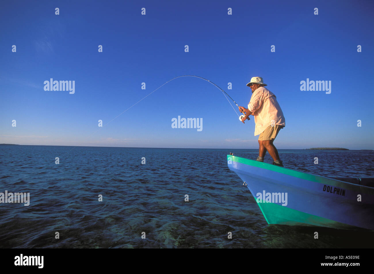 Panga fish hires stock photography and images Alamy