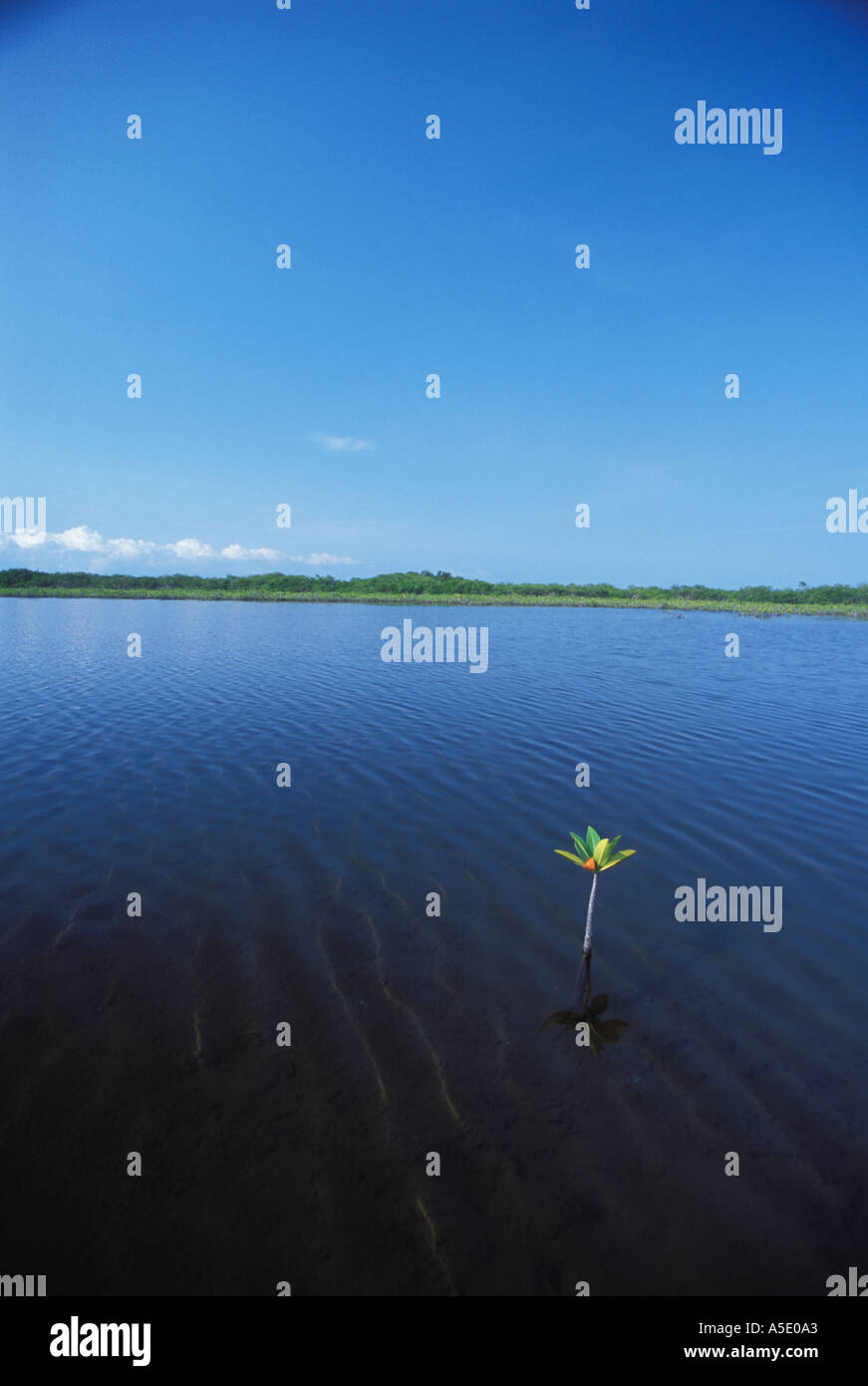 Small mangrove shoot breaking the waters surface Punta Ycacos Belize Central America Caribbean Stock Photo
