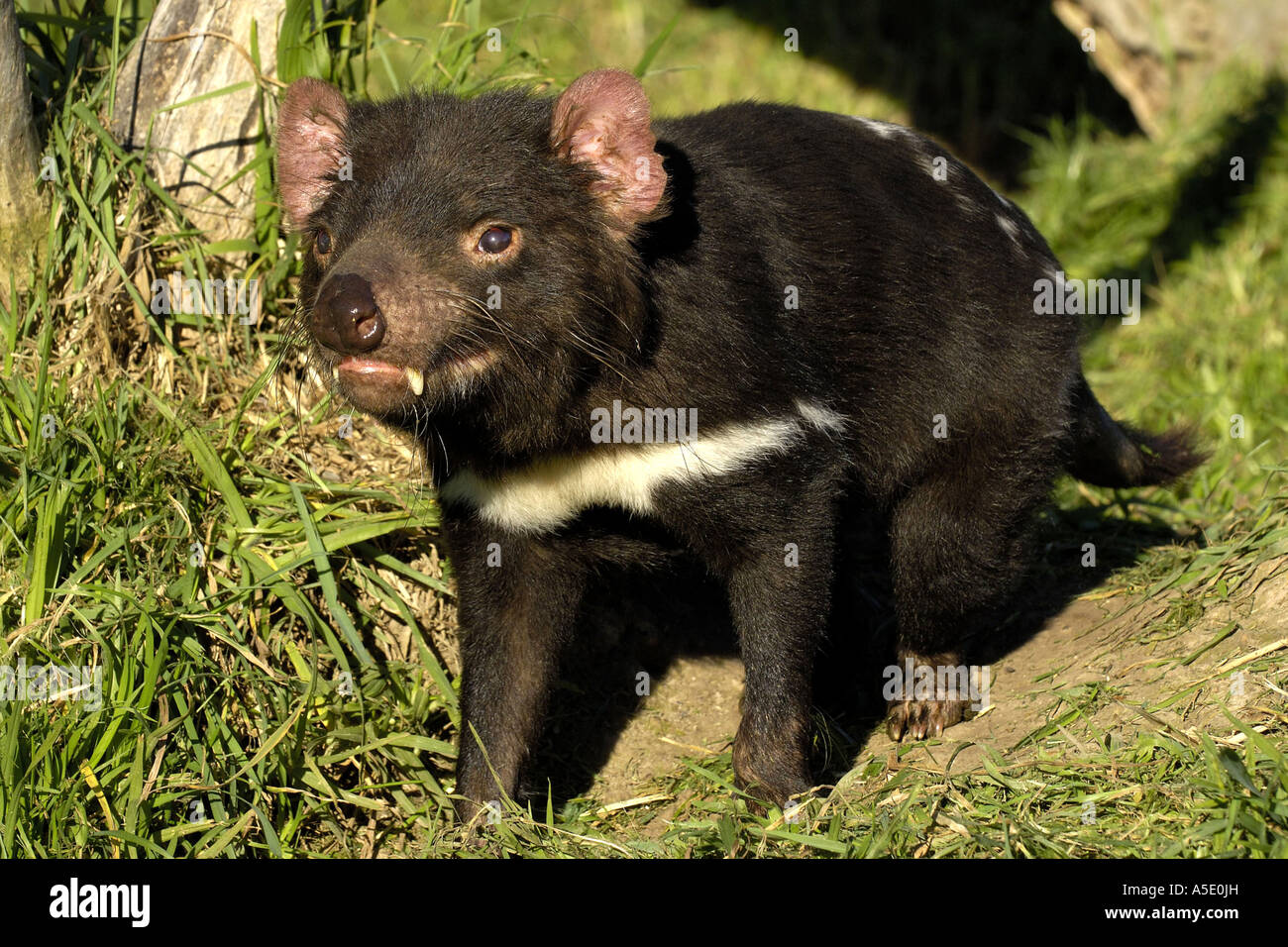 Tasmanian devil (Sarcophilus harrisii, Sarcophilus harrisii), portrait, Australia, Tasmania Stock Photo