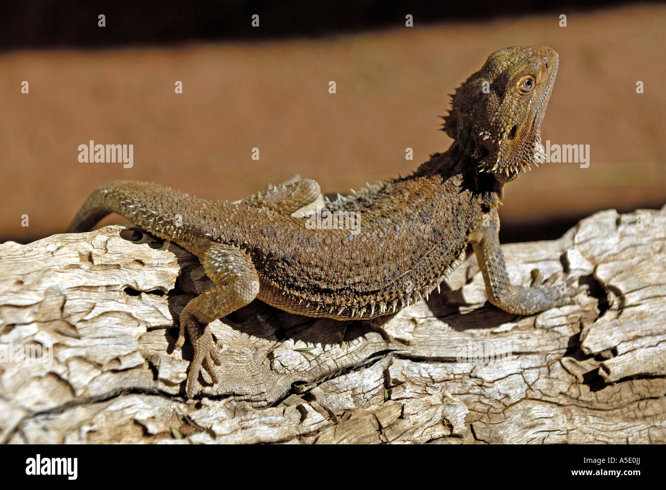 bearded dragon (Amphibolurus barbatus, Pogona barbatus), sun bathing, Australia, Northern Territory, Kakadu NP Stock Photo