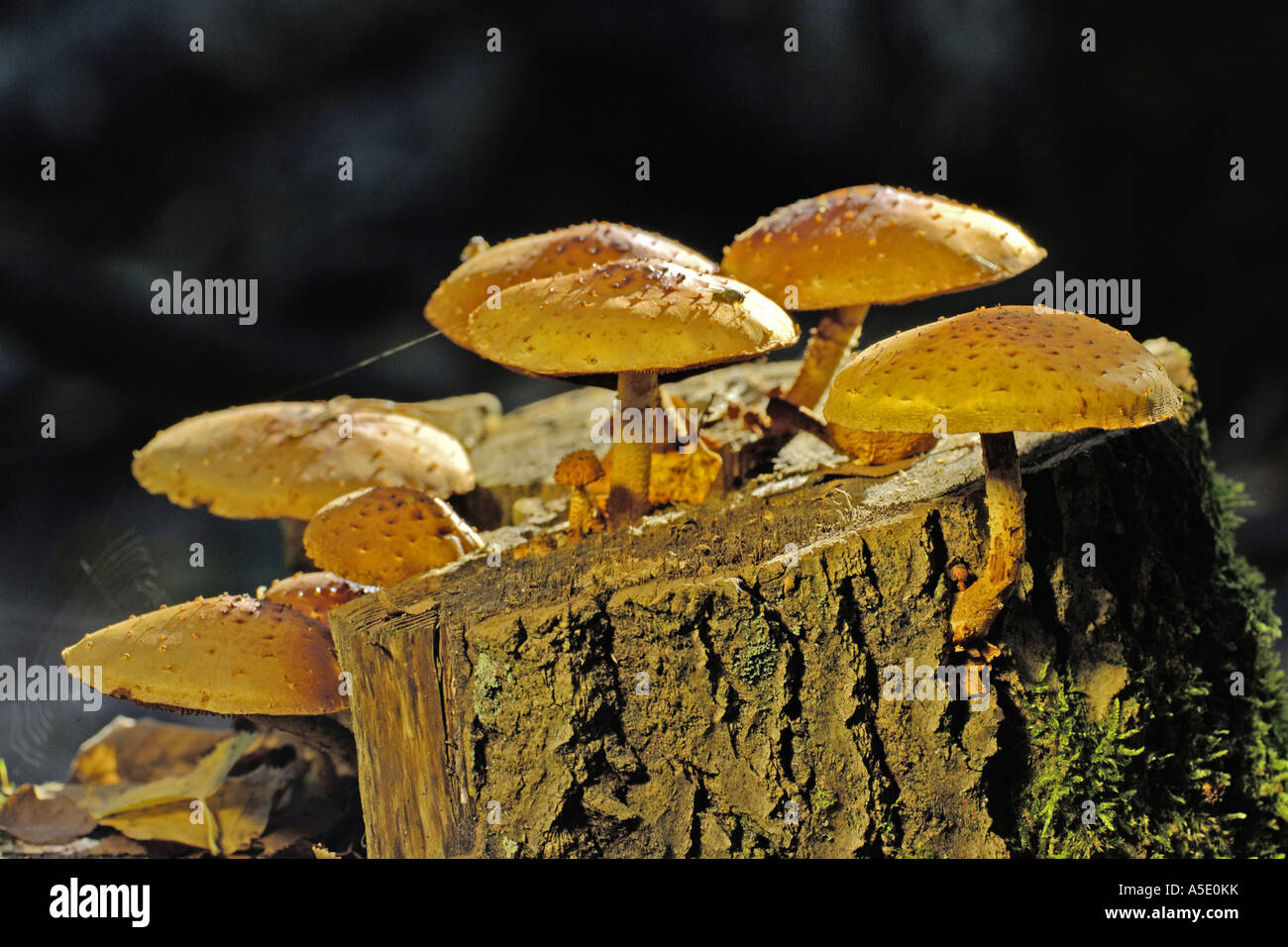 golden scalycap (Pholiota aurivella, Pholiota cerifera), fruiting bodies on dead wood, Germany Stock Photo