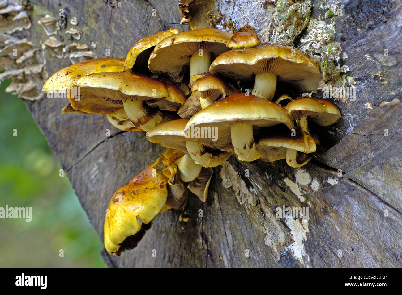 golden scalycap (Pholiota aurivella, Pholiota cerifera), fruiting bodies, Germany Stock Photo