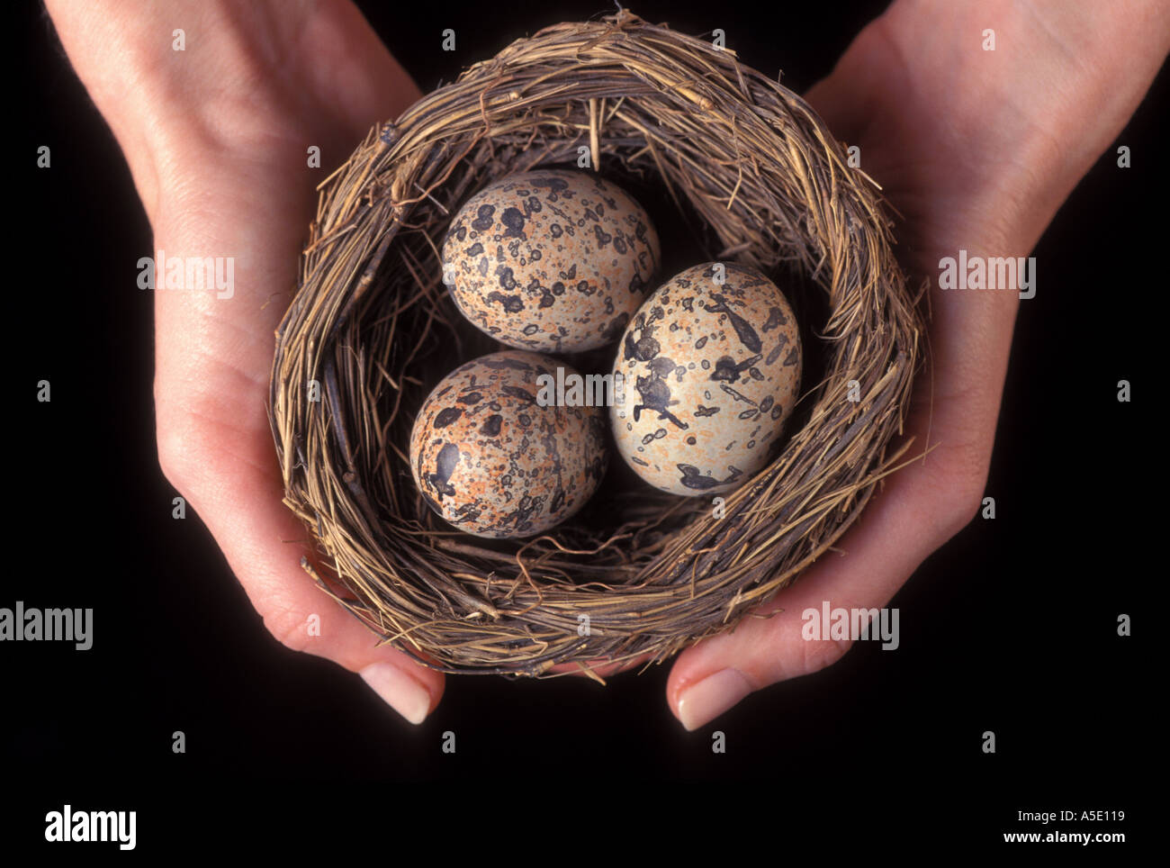 Womans hands holding nest with three eggs Stock Photo