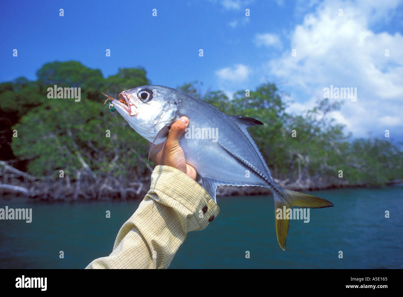 Horse eye jack fish caught in Belize Central America Caribbean Stock