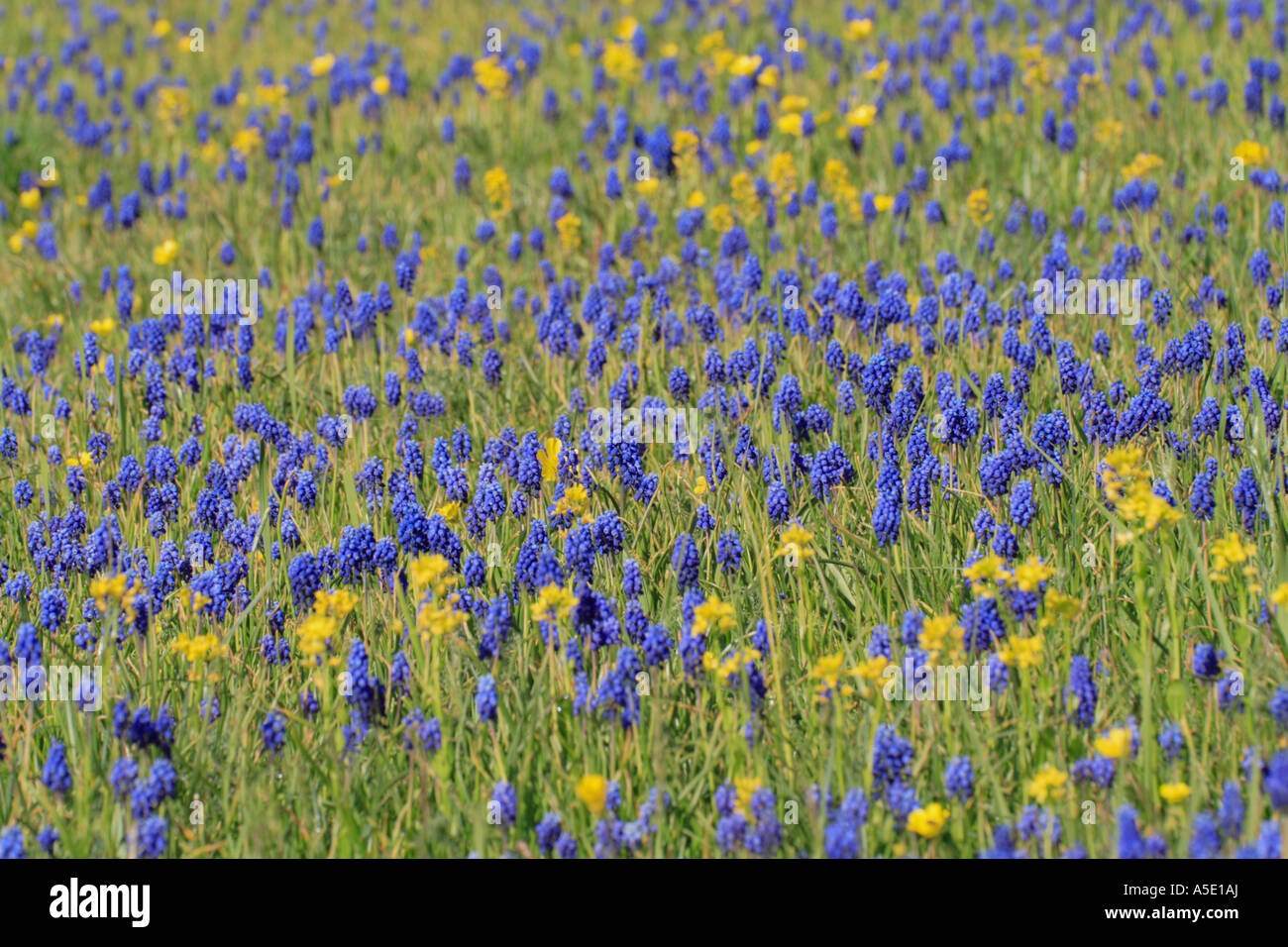 Armenian grape-hyacinth (Muscari armeniacum), meadow with blue flowers, Turkey, Van, Vansee Stock Photo