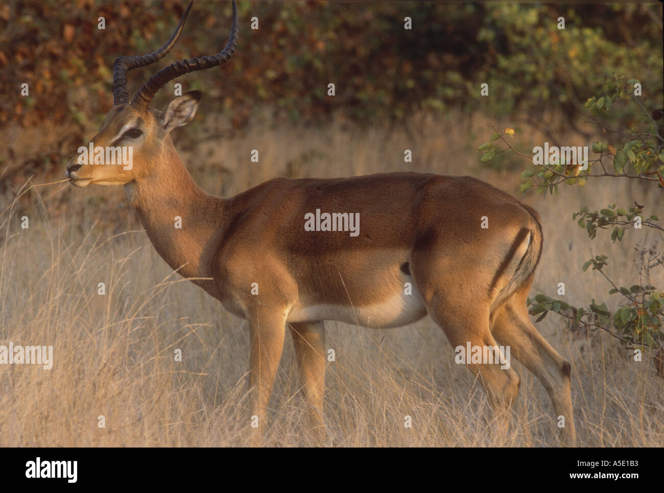 Impala animal hi-res stock photography and images - Alamy