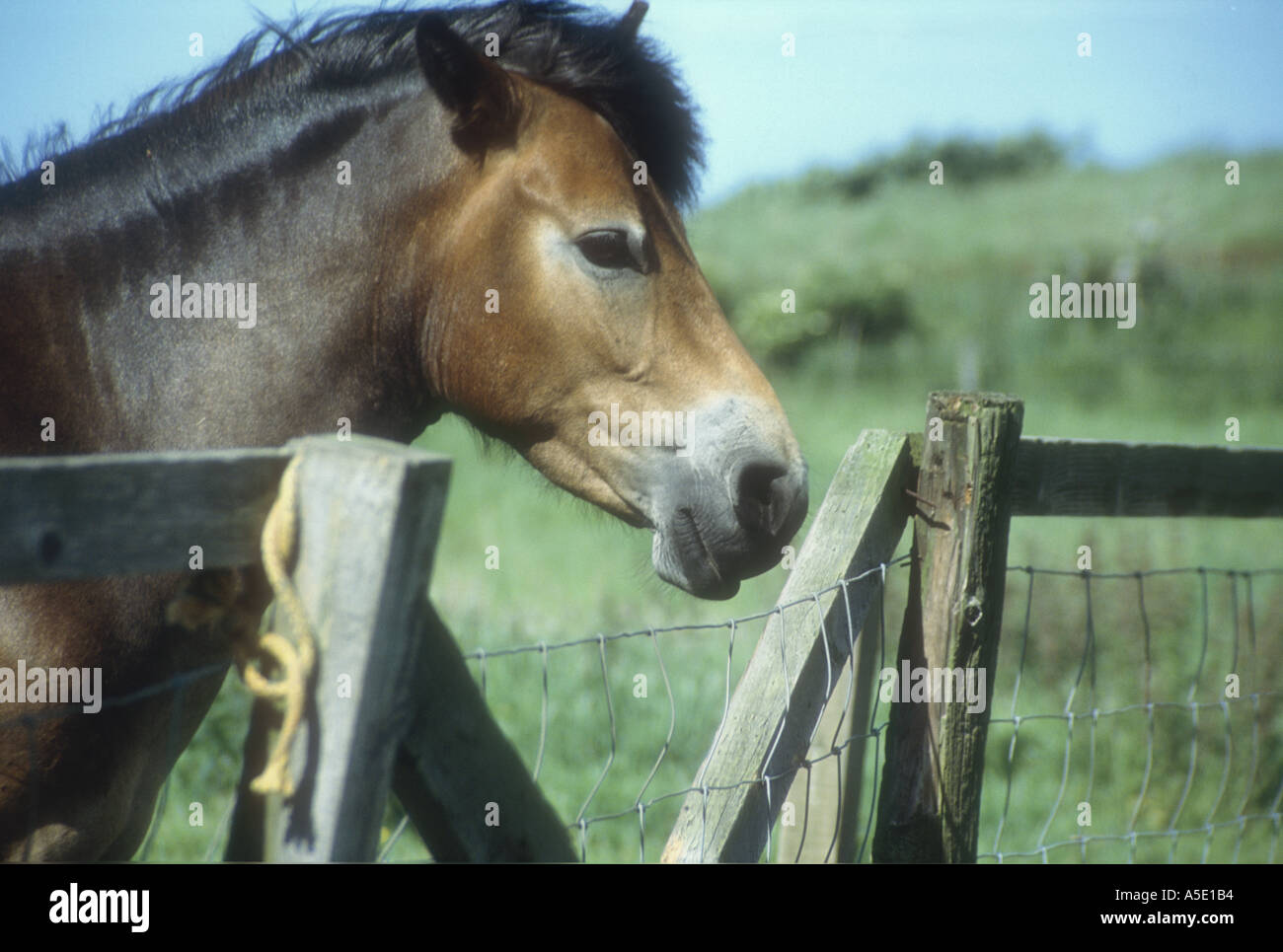 Horse at gate Stock Photo Alamy