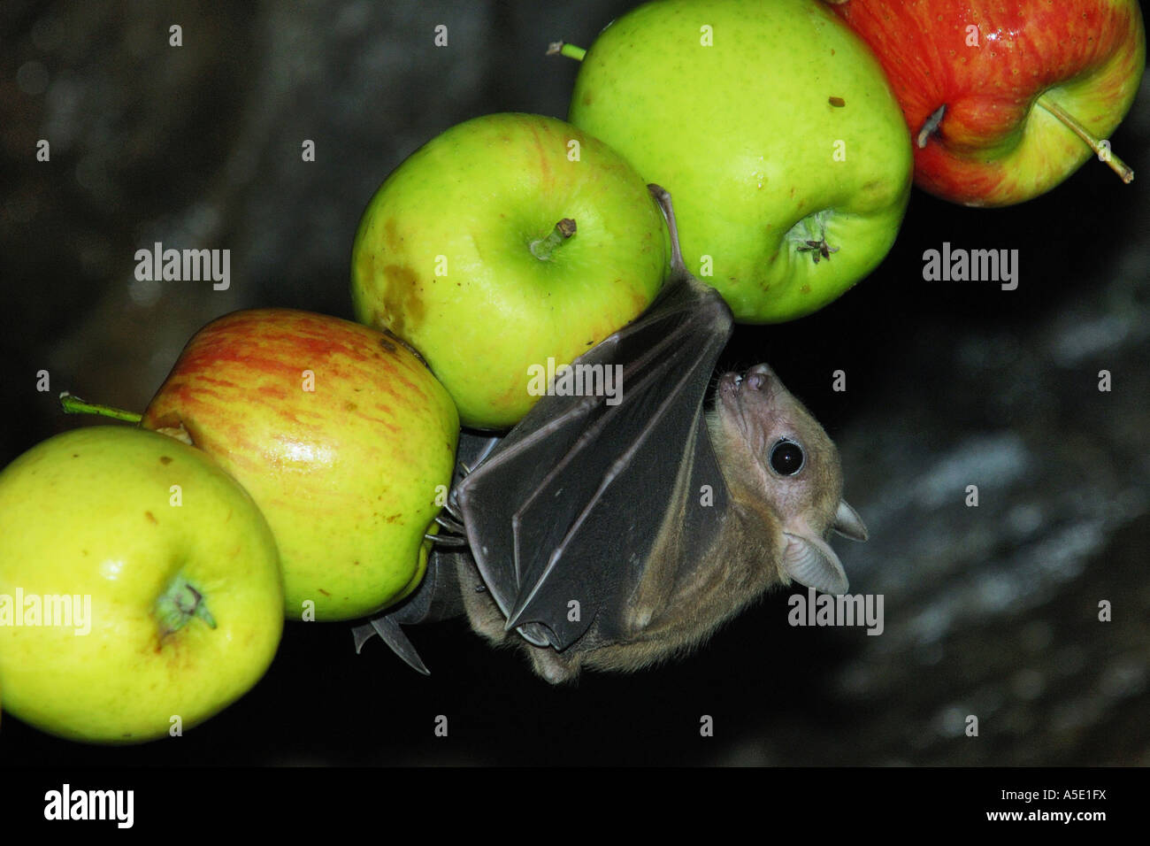 Egyptian rousette, Egyptian Fruit Bat (Rousettus aegyptiacus, Rousettus aegypticus), single animal on pierced apples Stock Photo