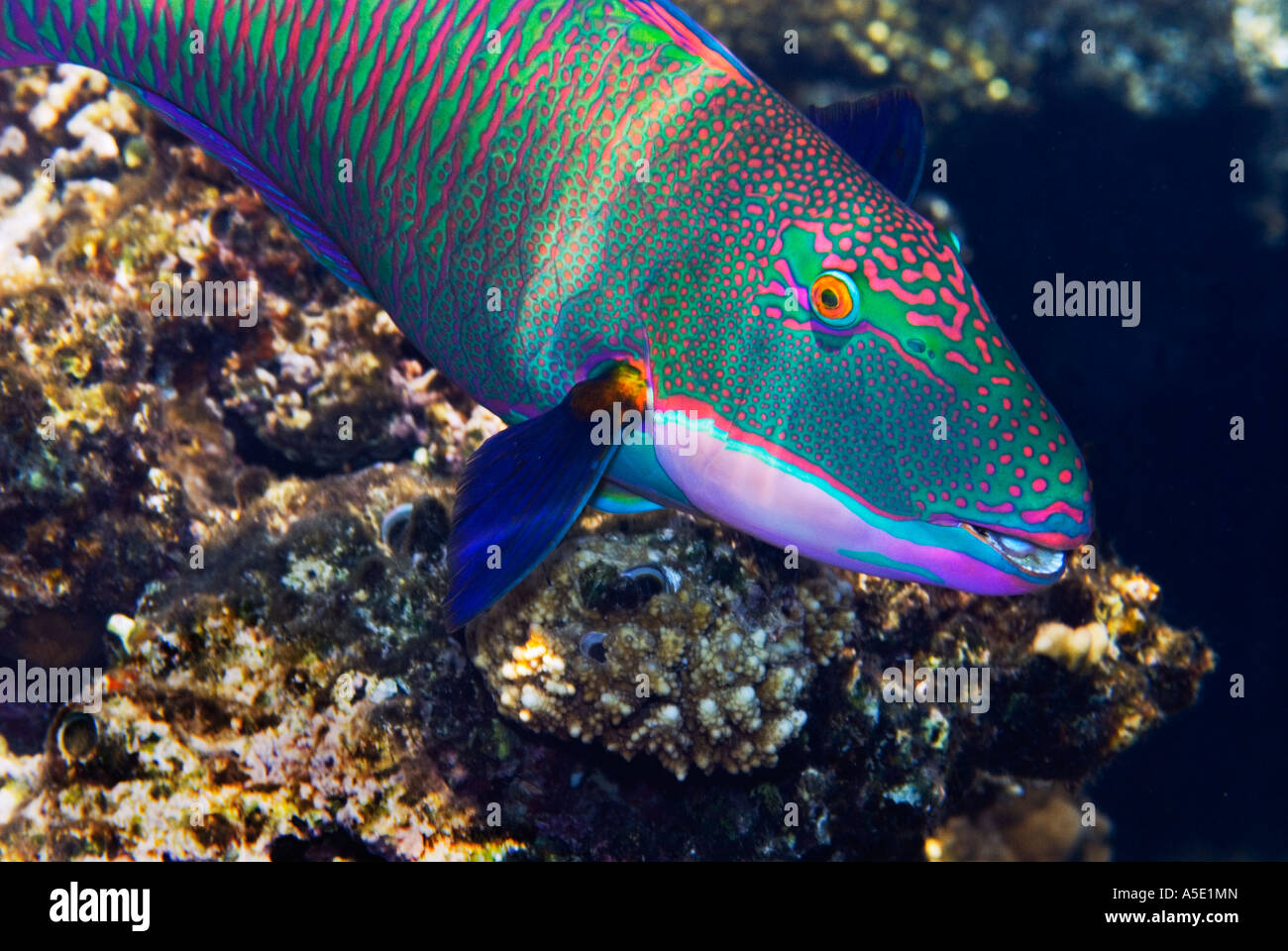 Bicolor bicolour parrot fish parrotfish CETOSCARUS BICOLOR  reef  RED SEA Sharm El Sheikh EGYPT Stock Photo