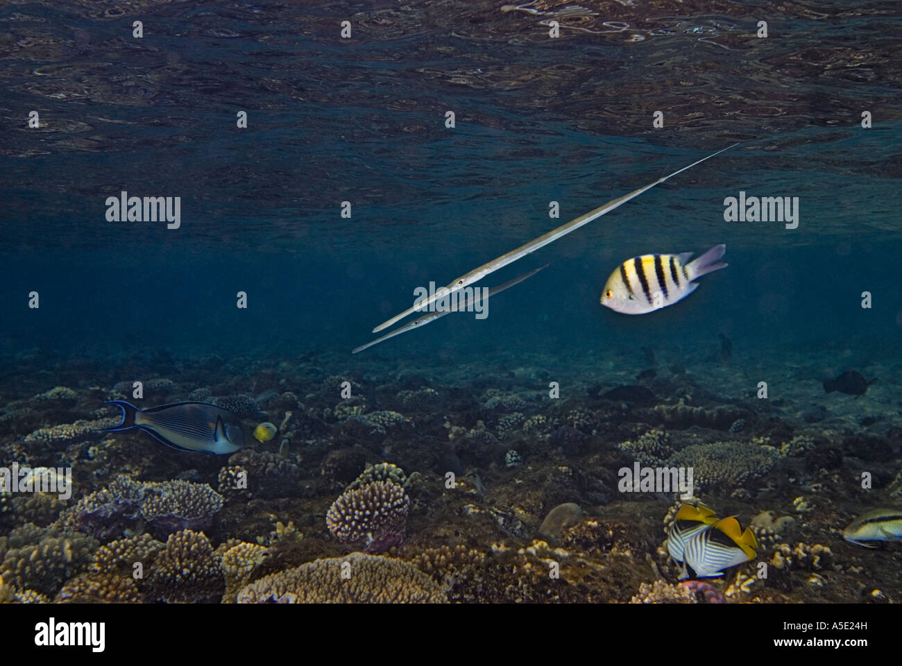 fish FISTULARIA commersonii and abudefduf sergeant