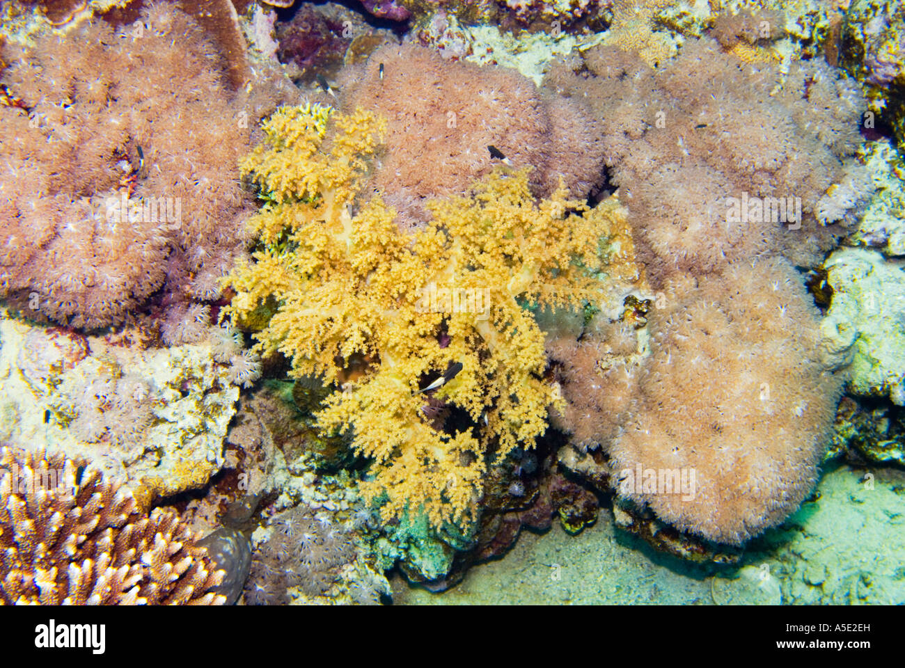Broccoli soft coral LITHOPHYTON ARBOREUM yellow red sea RAS MOHAMED Sharm El Sheikh EGYPT sinai Stock Photo