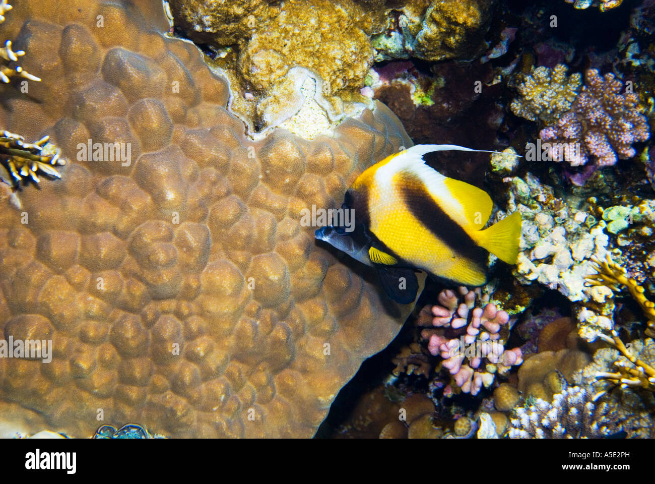 Red Sea Banner Fish Heniochus Intermedius Yellow Black Stripe