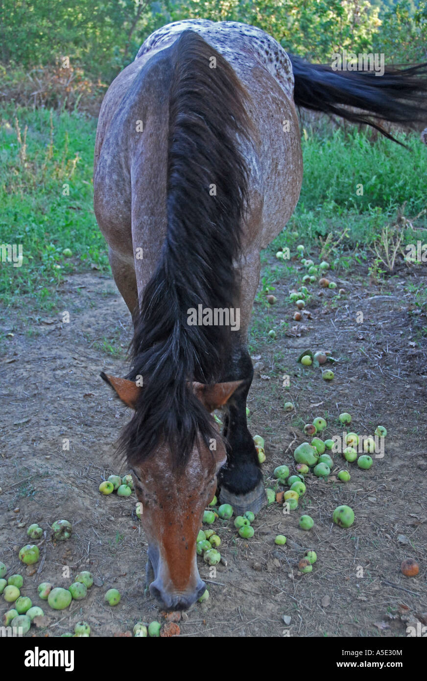 Ardennes Draught Horse eating apples. Lunigiana, Tuscany, Northern Italy, Europe. Stock Photo