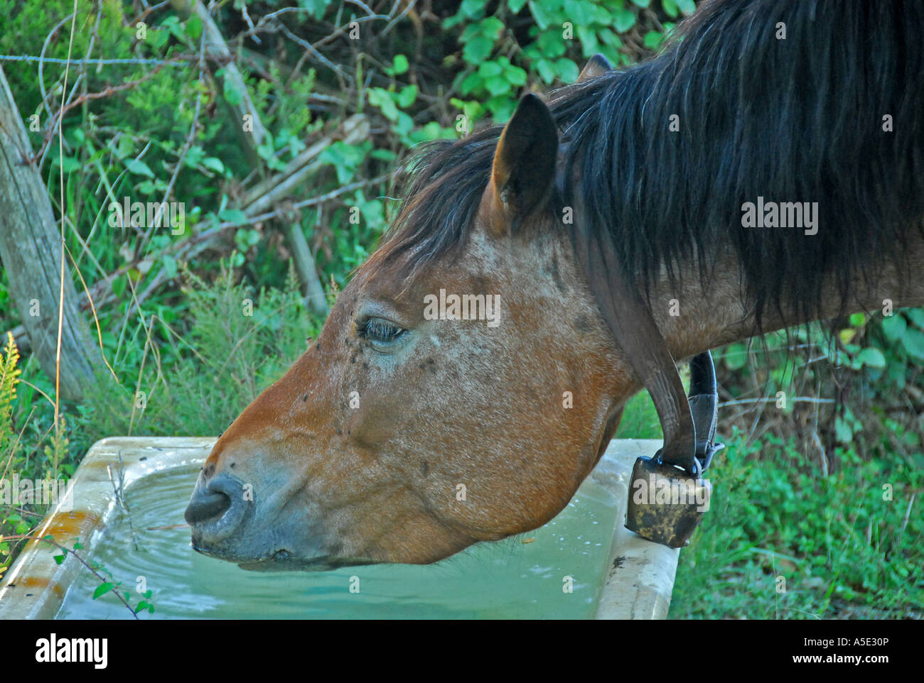 Ardennes Draught Horse drinking at a water trough. Lunigiana, Tuscany, Northern Italy, Europe. Stock Photo