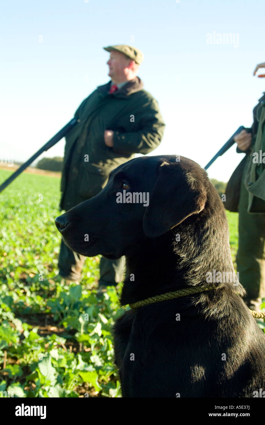 Black Labrador Retriever Game High Resolution Stock Photography and ...