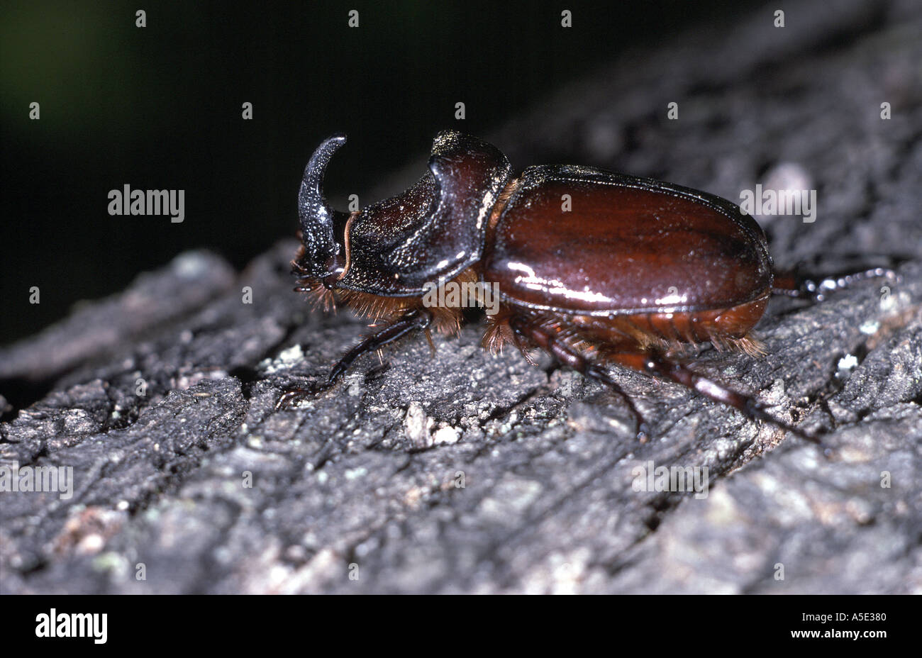 Beetle with Horn Stock Photo Alamy
