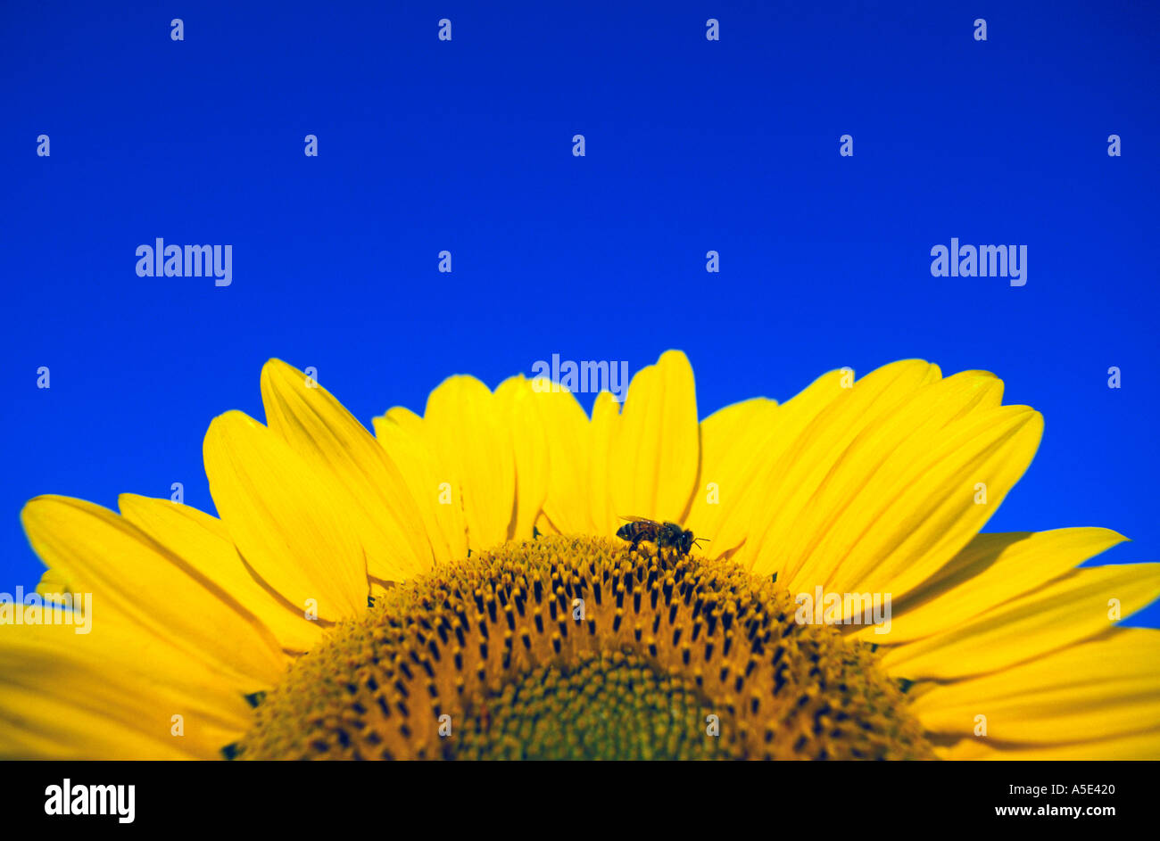 Canada Manitoba Ste Anne sunflower close-up with single bee pollinating Stock Photo