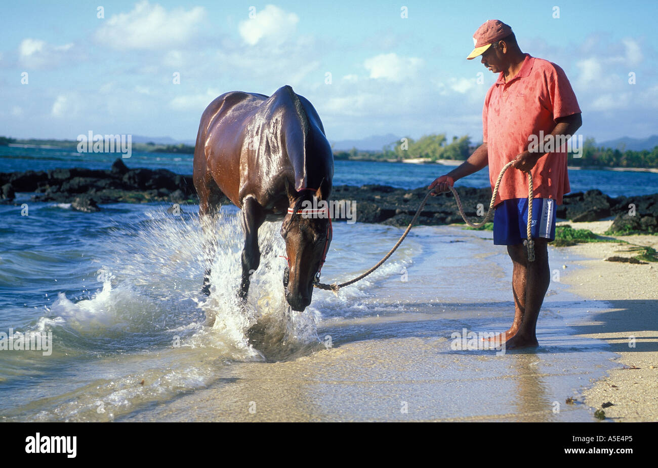 Race Horse In Mauritius Stock Photo Alamy