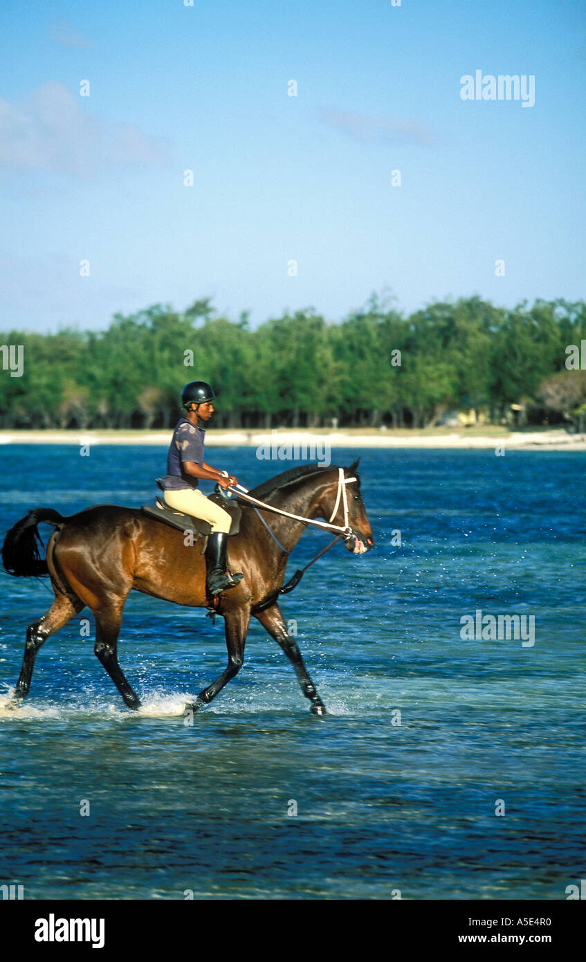 Race Horse In Mauritius Stock Photo - Alamy