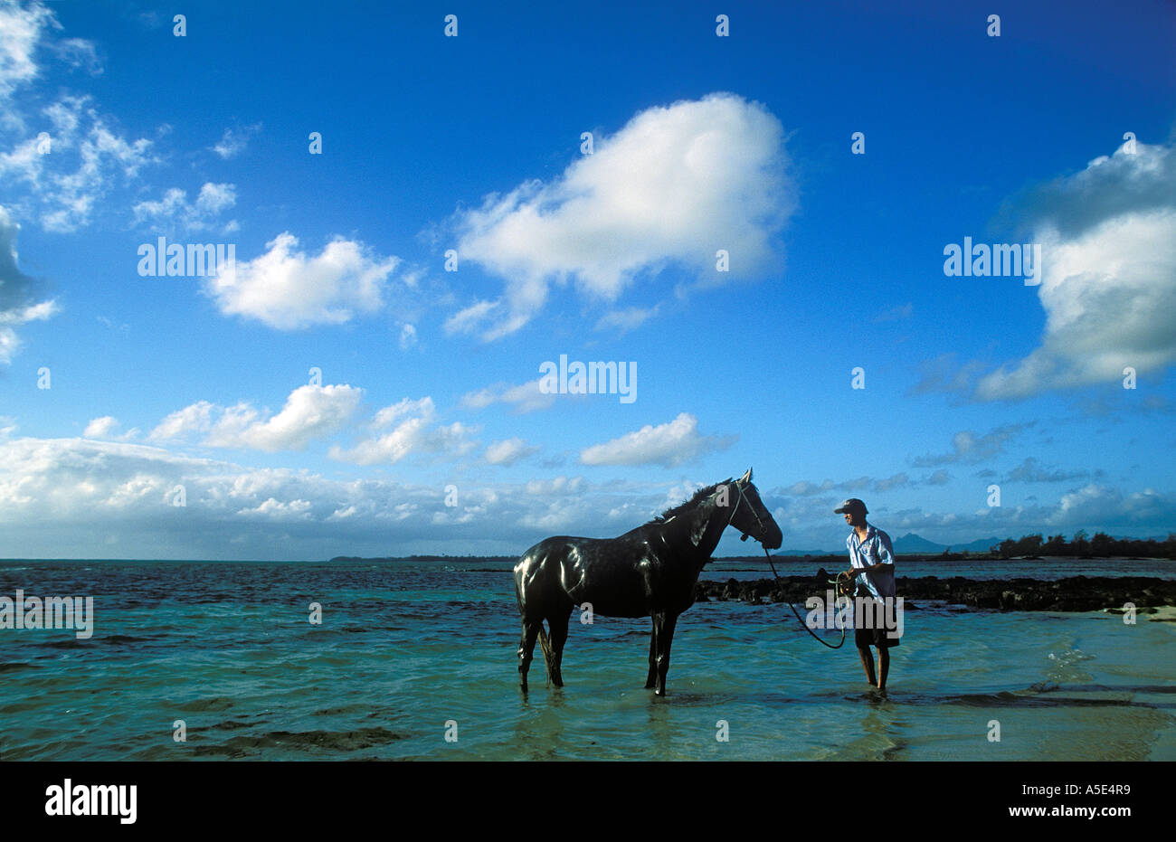 Race Horse In Mauritius Stock Photo Alamy