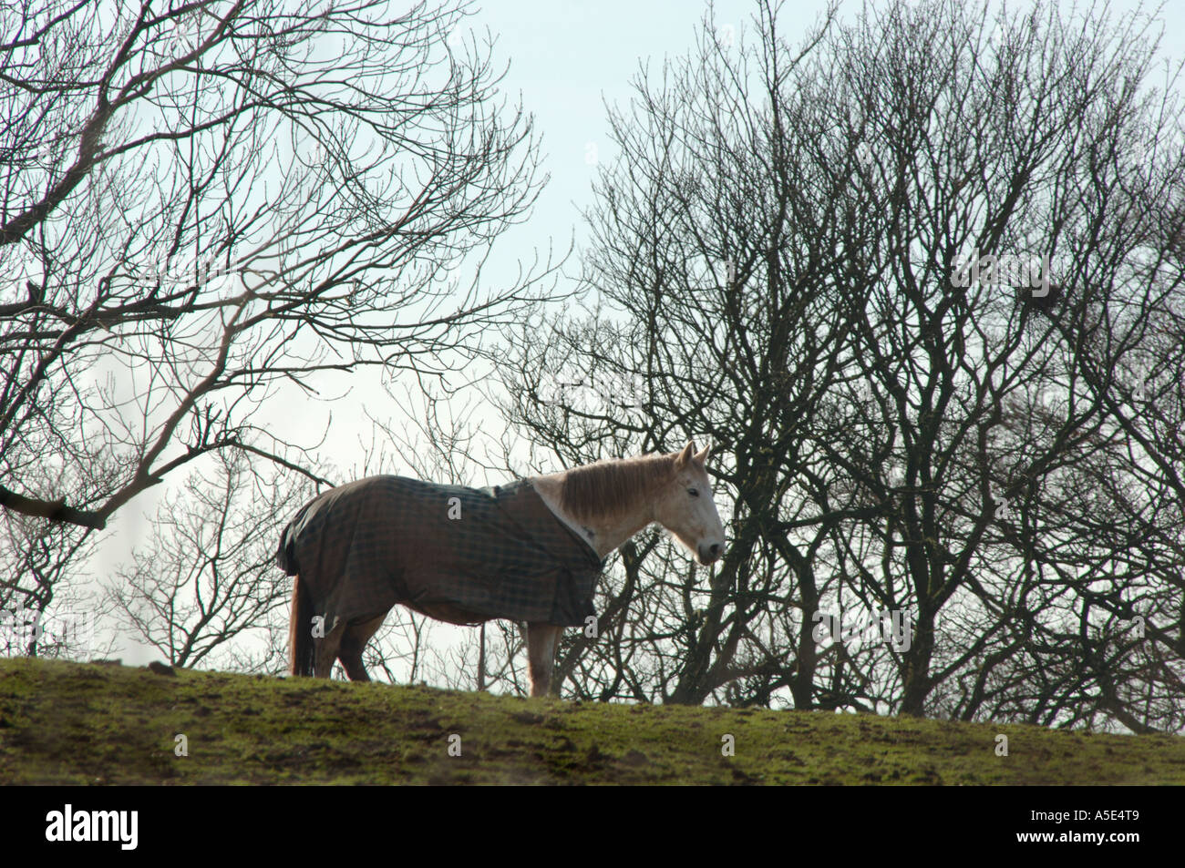 Horse Wearing A Blanket Stock Photo Alamy