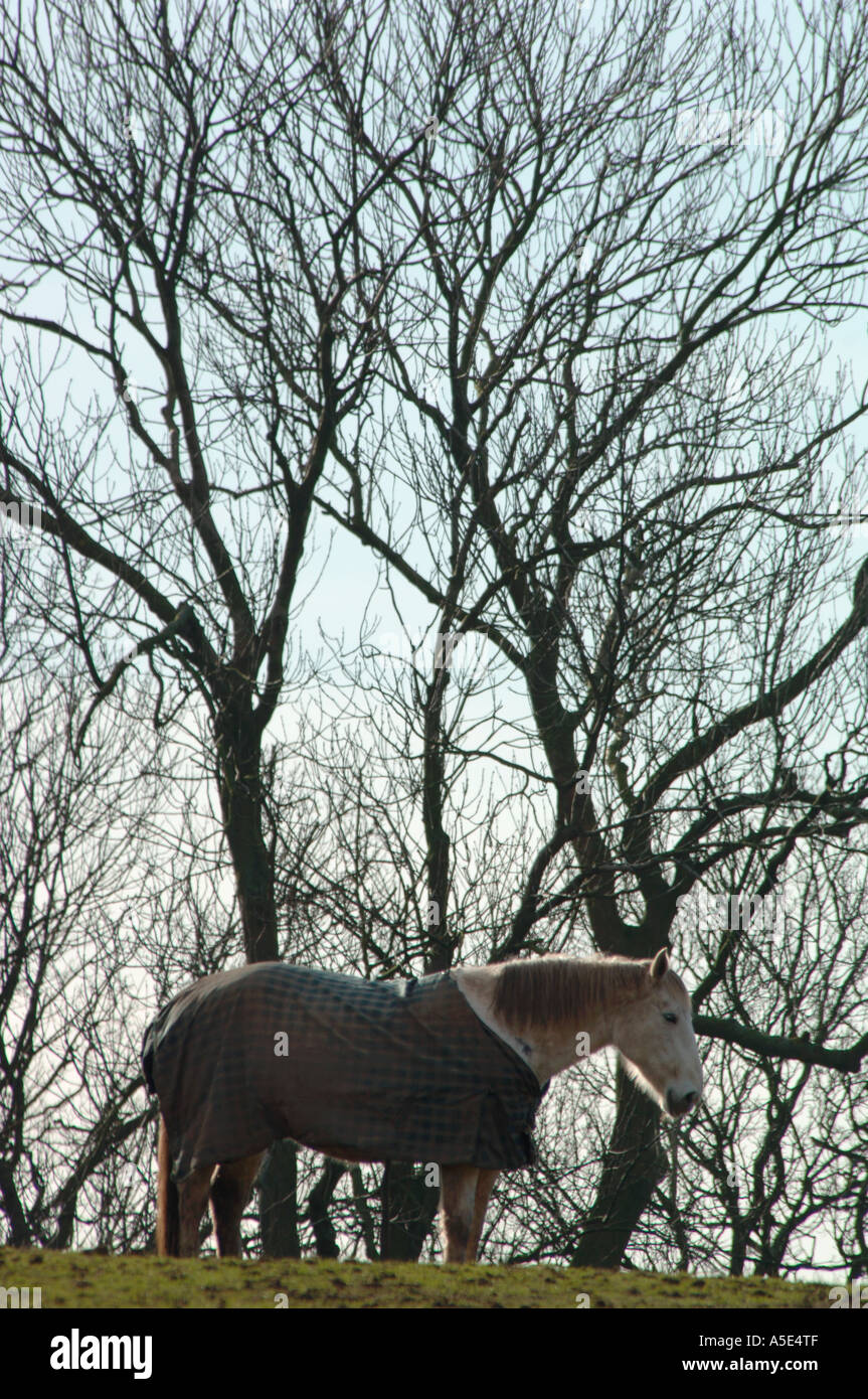 Horse Wearing A Blanket Stock Photo Alamy