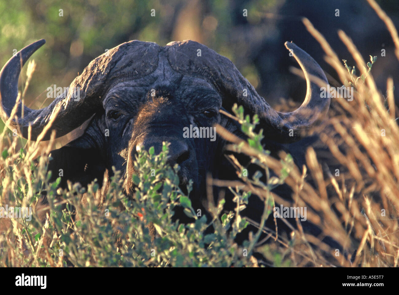 Big Bull Buffalo, Syncerus caffer Stock Photo