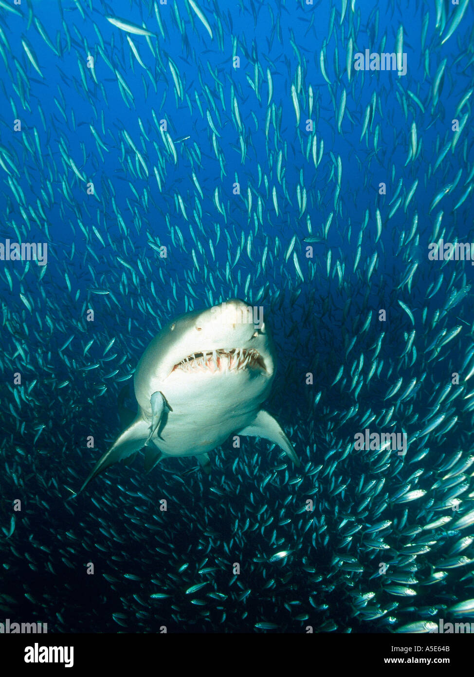 dangerous looking sand tiger shark, Carcharias taurus, North Carolina USA Stock Photo Alamy