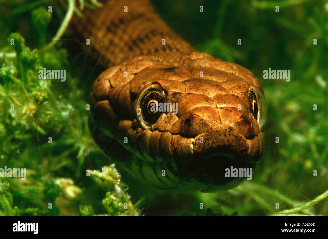 close up of a snake under water, natrix tessellata Stock Photo
