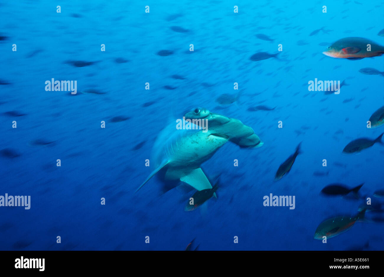 Sphyrna lewini, Scalloped hammerhead shark  in blue water, Galapagos Ecuador, Pacific Ocean Stock Photo