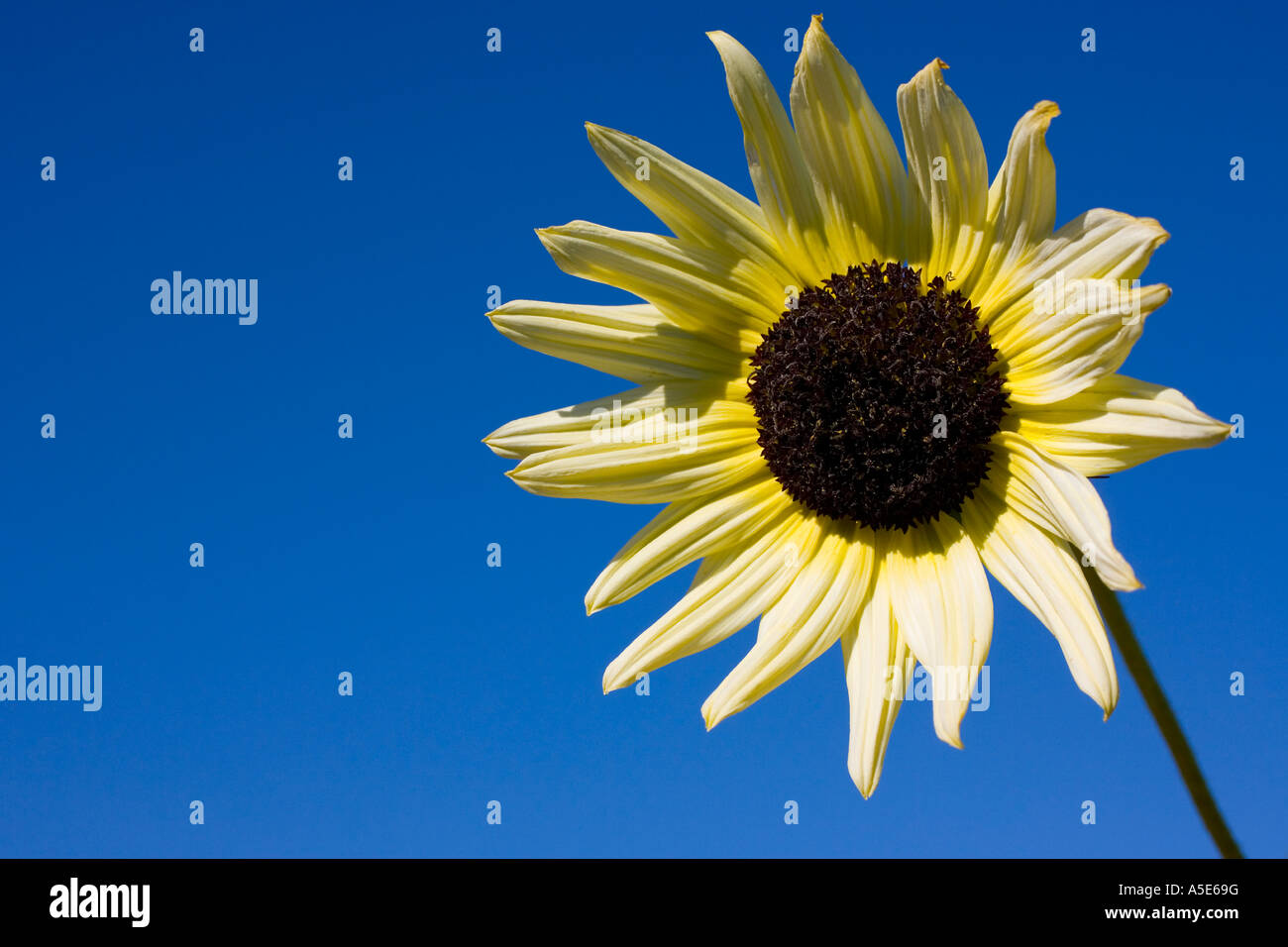A White Sunflower shot against a deep blue summer sky Stock Photo Alamy