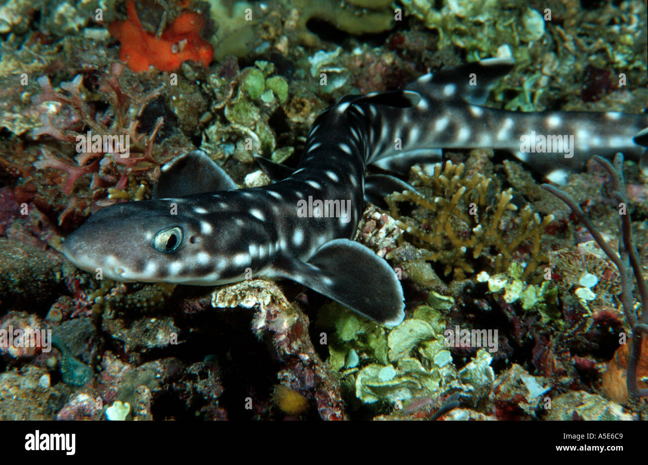 Atelomycterus marmoratus Catshark lying in coral reef Stock Photo
