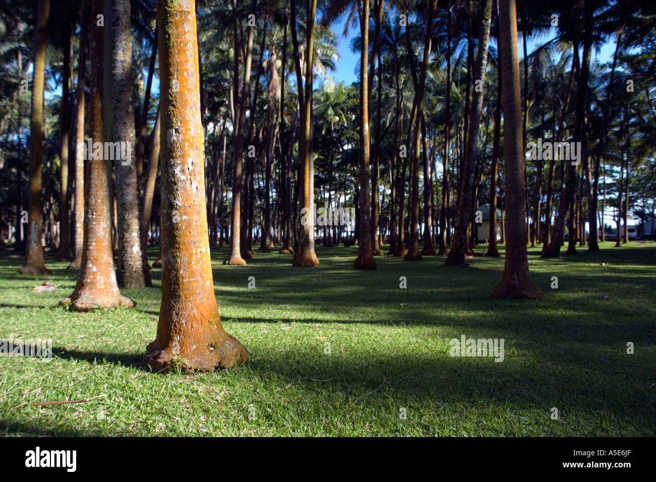Ile de la réunion cascade hi-res stock photography and images - Alamy