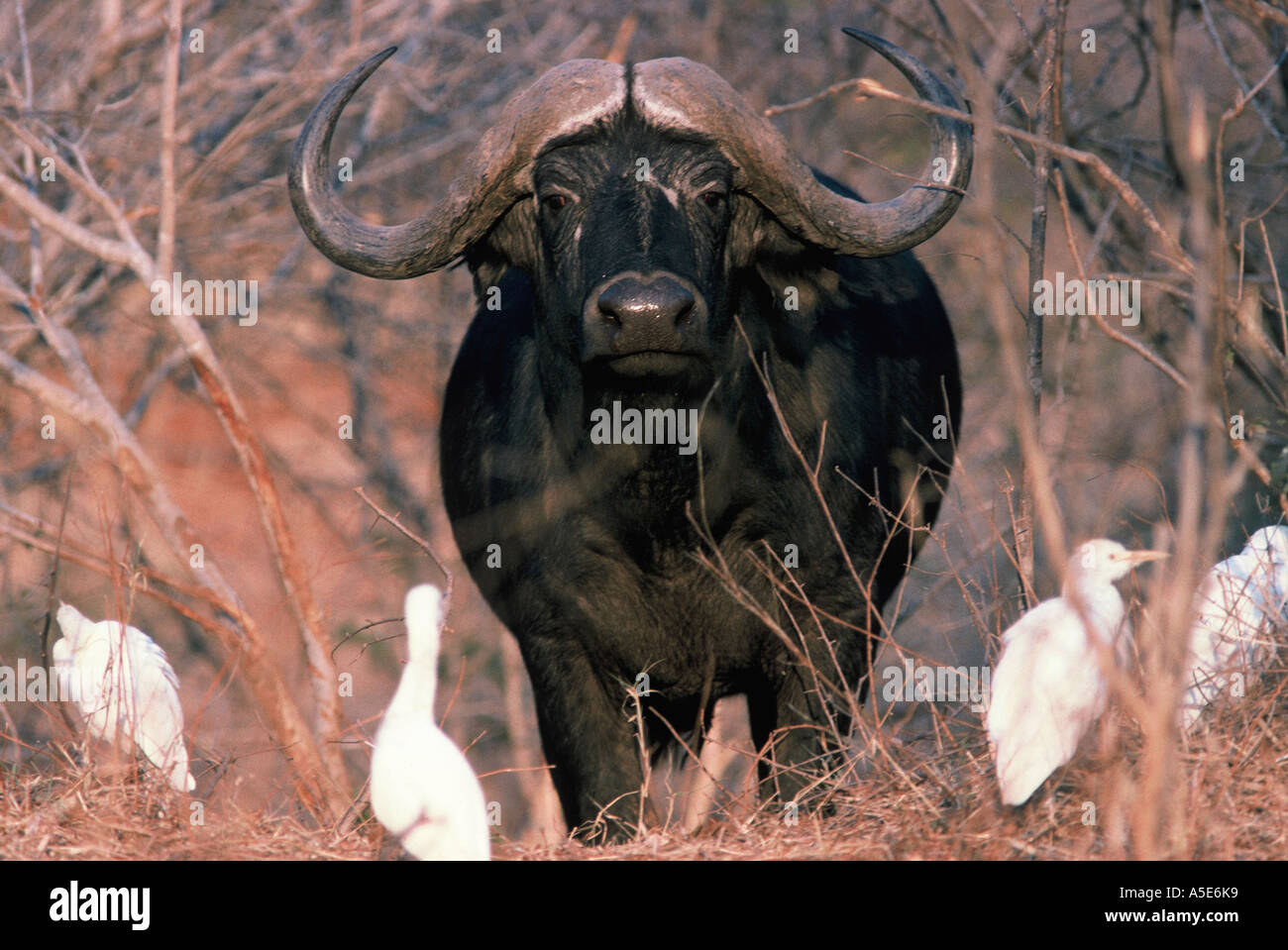 Buffalo and egrets, Syncerus caffer Stock Photo