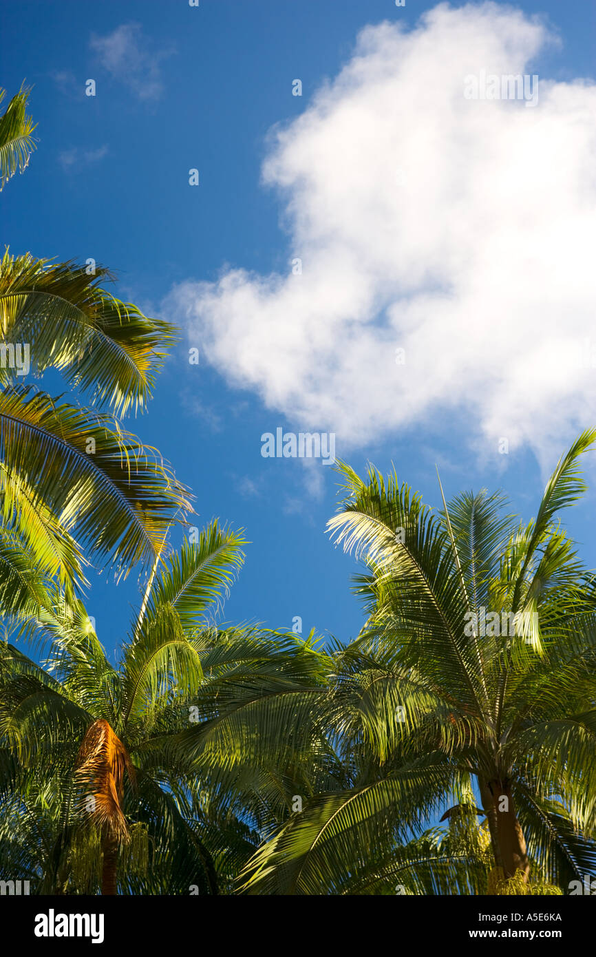 Ile de la réunion cascade hi-res stock photography and images - Alamy