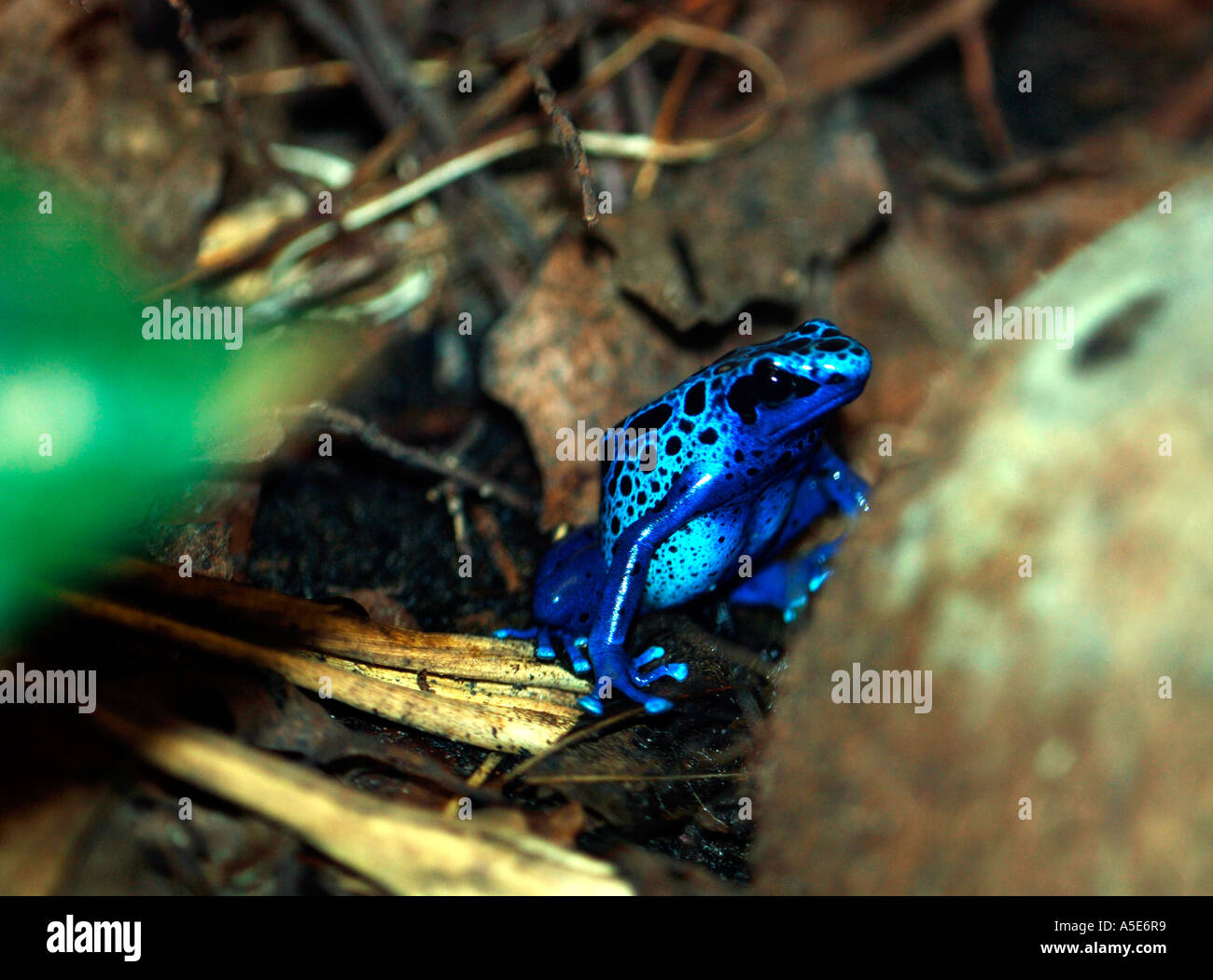 Blue Poison Dart Frog Stock Photo