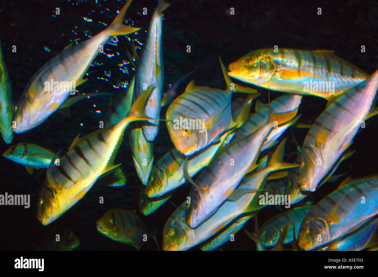 Golden Trevally Fish (Gnathanoden Speciosus Stock Photo - Alamy