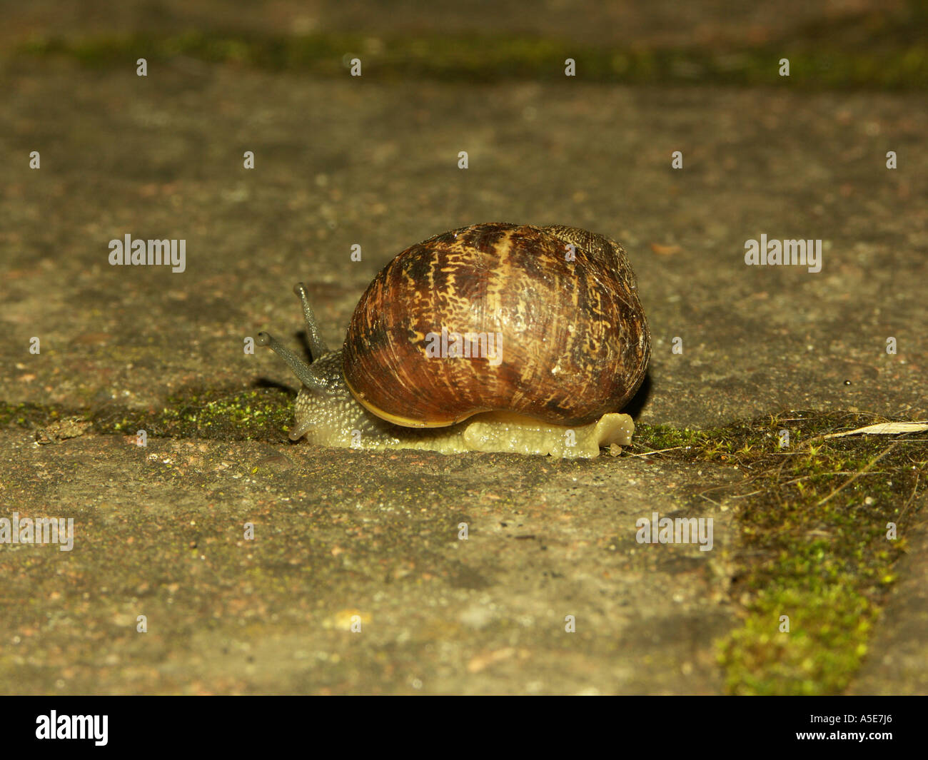 Garden Snail out at night Stock Photo Alamy