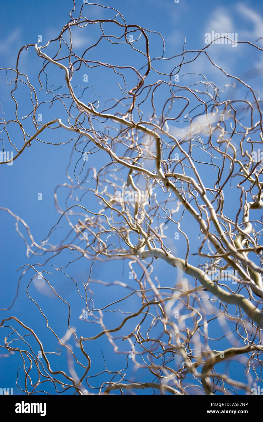Twisted Willow Stock Photos Twisted Willow Stock Images - 