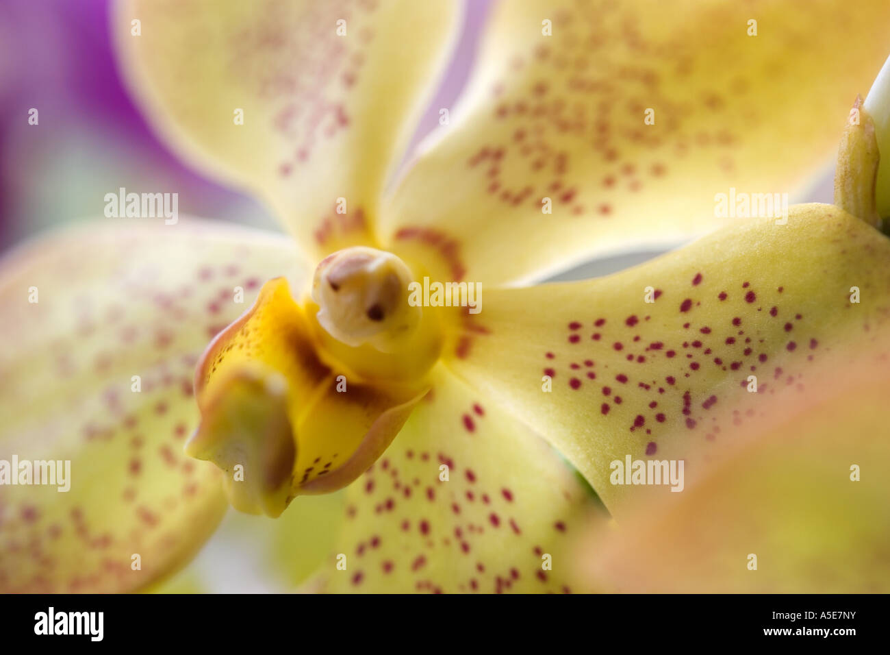 Dendrobium Orchid Flower Stock Photo