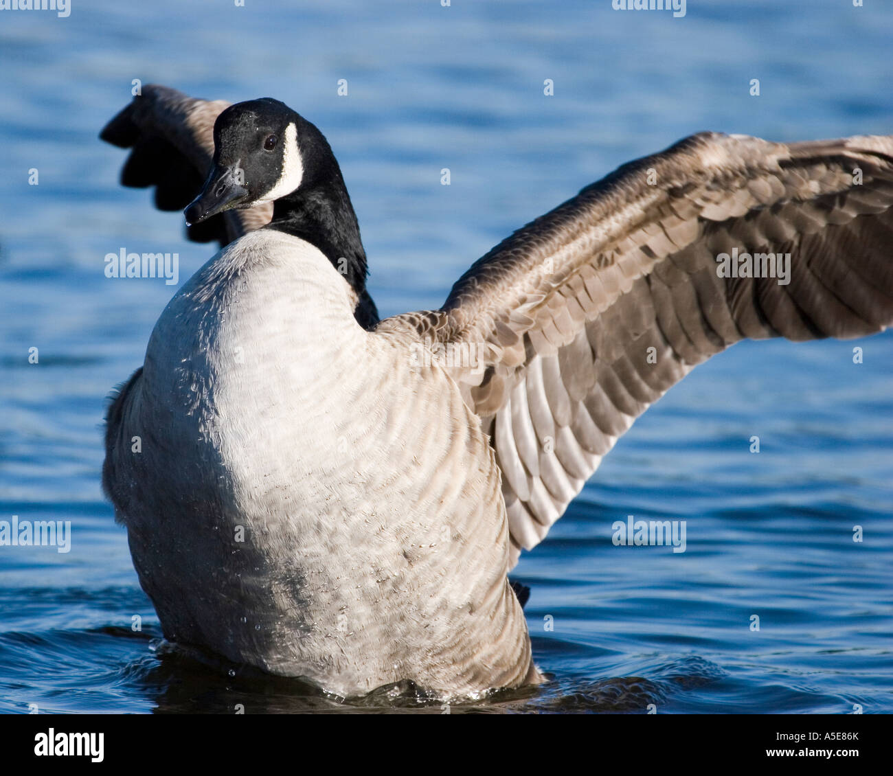 Canada Goose Flapping its Wings Stock Photo