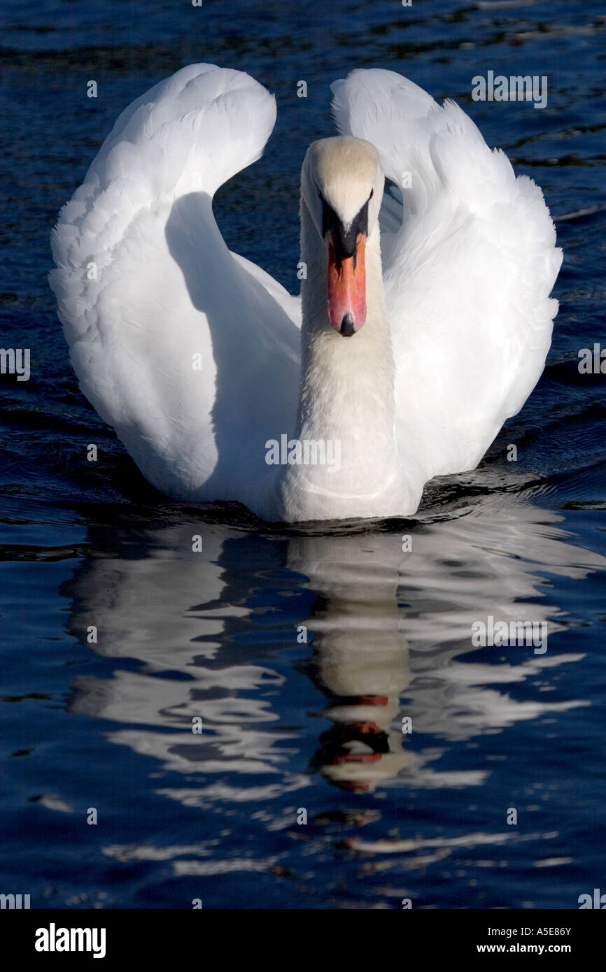 Mute Swan with Wings Raised in Angry Threat Posture Stock Photo Alamy